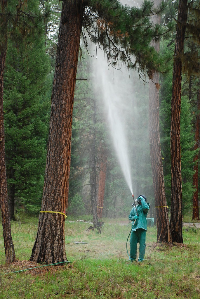 tree-spraying.jpg